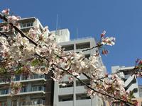 Spaziergang und Besuch des Tempels im Stadtteil Asakusa