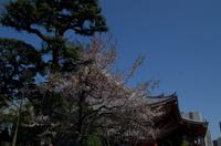 Spaziergang und Besuch des Tempels im Stadtteil Asakusa
