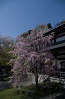 Besuch des Kamakura Hase Tempel