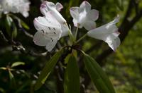 Besuch des Kamakura Hase Tempel