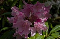 Besuch des Kamakura Hase Tempel