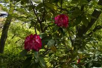 Besuch des Kamakura Hase Tempel