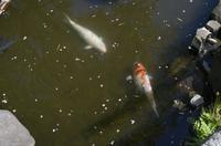 Besuch des Kamakura Hase Tempel