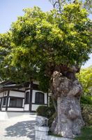 Besuch des Kamakura Hase Tempel