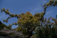 Besuch des Kamakura Daibutsu (Großer Buddha)