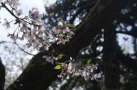 Besuch des Kamakura Daibutsu (Großer Buddha)