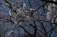 Blick auf den Fuji-san in Hakone