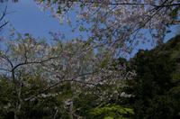 Besuch des Kamakura Daibutsu (Großer Buddha)