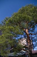 Spaziergang zum Takayama Morgenmarkt