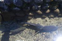 Besuch von Shirakawa-go