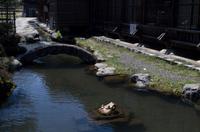 Besuch von Shirakawa-go