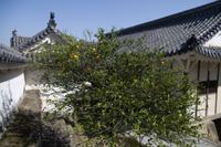 Besuch der Burg Himeji-jo