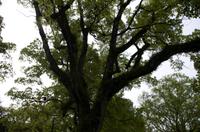 Spaziergang durch Hiroshima