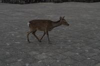 Besuch der Insel Miyajima