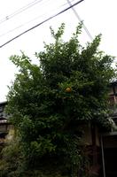 Spaziergang vom Tempels Nanzen-ji zum Philosophenweg