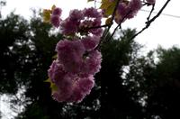 Spaziergang auf dem Philosophenweg