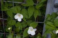 Spaziergang auf dem Philosophenweg