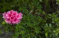 Spaziergang auf dem Philosophenweg