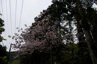 Spaziergang auf dem Philosophenweg