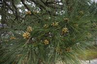 Besichtigung des Kaiserpalasts Kyoto 