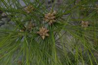 Besichtigung des Kaiserpalasts Kyoto 