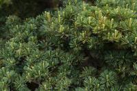 Besichtigung des Kaiserpalasts Kyoto 