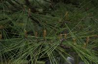 Besichtigung des Kaiserpalasts Kyoto 