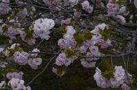 Besichtigung des Kaiserpalasts Kyoto 