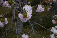 Besichtigung des Kaiserpalasts Kyoto 