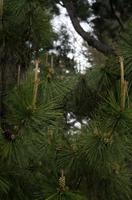 Besichtigung des Kaiserpalasts Kyoto 