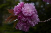 Besichtigung des Kaiserpalasts Kyoto 