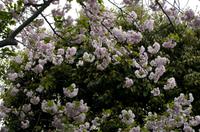 Besichtigung des Kaiserpalasts Kyoto 