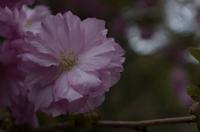 Besichtigung des Tempels Ryona-ji mit dem berühmten Zen-Garten