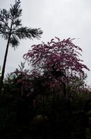 Besichtigung des Tempels Ryona-ji mit dem berühmten Zen-Garten