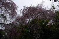 Besichtigung des Tempels Ryona-ji mit dem berühmten Zen-Garten