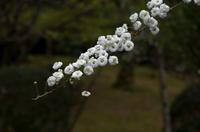 Besichtigung des Tempels Ryona-ji mit dem berühmten Zen-Garten