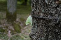Besichtigung des Tempels Ryona-ji mit dem berühmten Zen-Garten