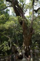 Gemeinsamer Spaziergang durch den Nara-Park