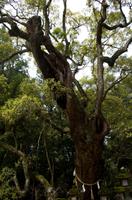 Gemeinsamer Spaziergang durch den Nara-Park