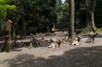 Gemeinsamer Spaziergang durch den Nara-Park