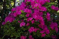 Spaziergang und Freizeit in Kyoto