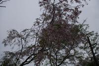 Spaziergang auf dem Philosophenweg