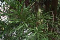 Spaziergang auf dem Philosophenweg