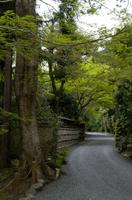 Besichtigung des Tempels Ryona-ji mit dem berühmten Zen-Garten