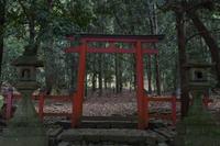 Gemeinsamer Spaziergang durch den Nara-Park