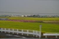 japanische Reisfelder