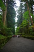 Allee mit Baumriesen