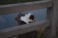 Ein schlafendes Kätzchen - diesmal nicht aus Holz