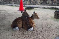 Rehe auf Miyajima