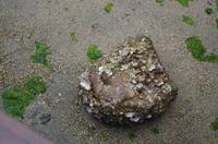 Tierwelt in Japan - Krabbe